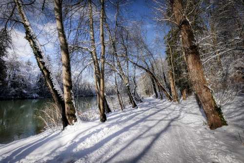 Winter Snow Nature Landscape Wintry Tree Cold