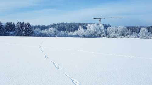 Winter Snow Forest Nature Technology Crane