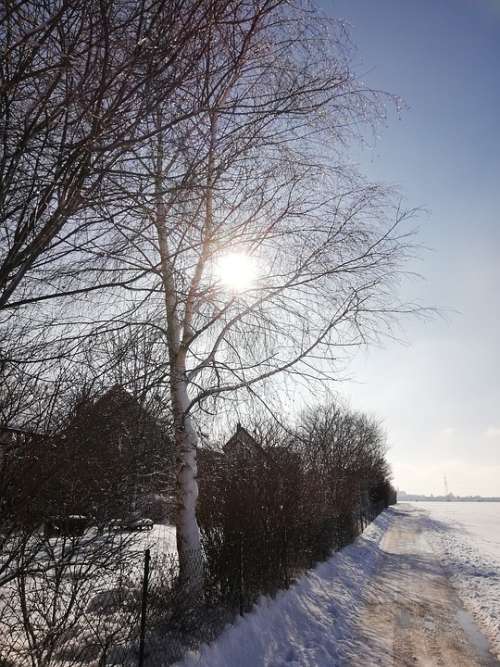 Winter Sun Nature Cold Wintry Trees Mood