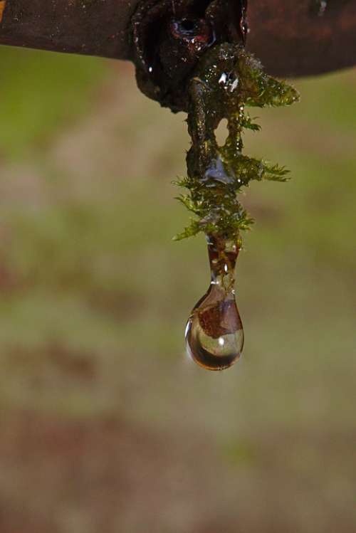 Winter Moss Drop Of Water Reflection Mirroring