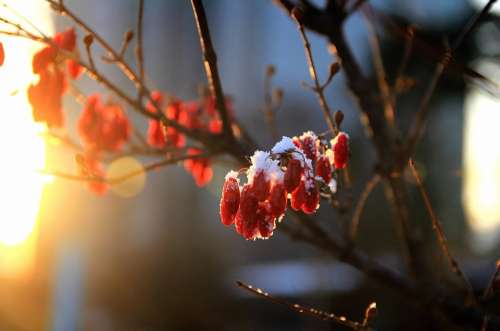 Winter Cornus Fruit Snowflakes Wood Red Solar