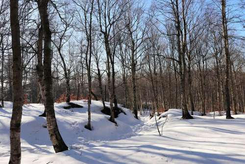 Winter Snow Forest Nature Trees Snowy