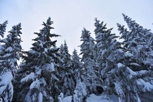 Winter Snow White Tree Tall Power Conifer