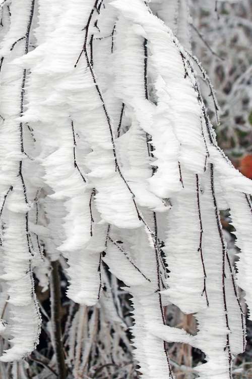 Winter Frozen Icing Whites Frost Cold Tree