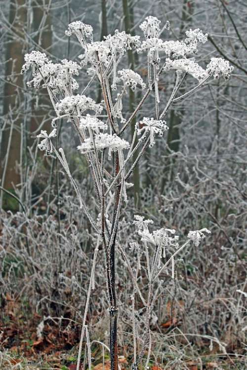 Winter Frozen Icing Whites Frost Cold Flower