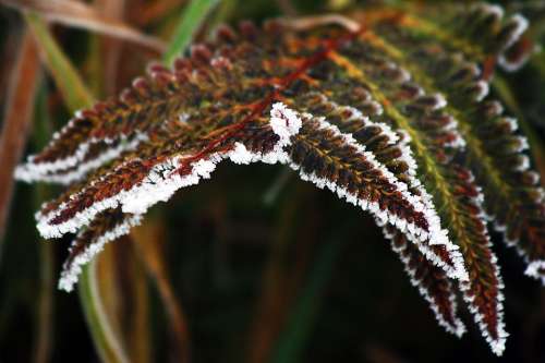 Winter Frozen Icing Whites Frost Cold Bracken