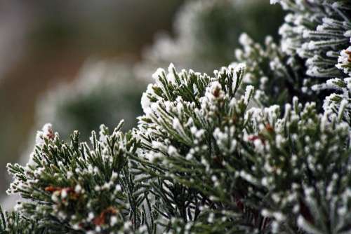 Winter Frozen Icing Whites Frost Cold Branches