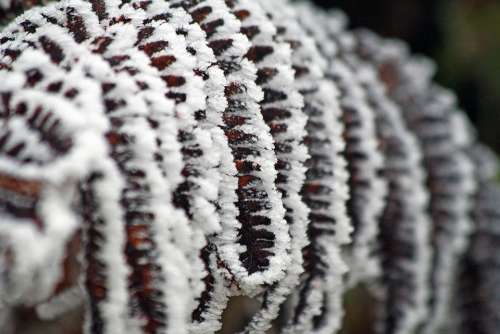 Winter Frozen Icing Whites Frost Cold Fern