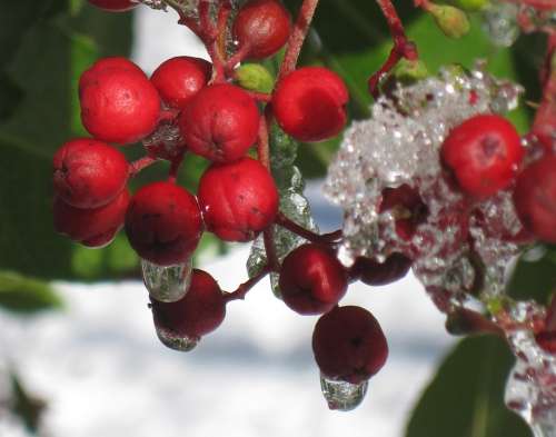 Winter Frost Berries Frozen Nature