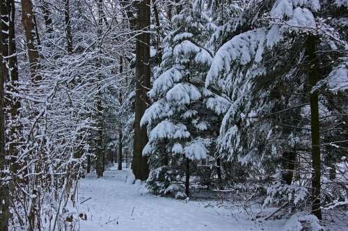 Winter Forest Tree Coniferous Forest Firs Spruce