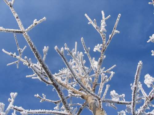 Winter Hoarfrost Cold Frost Tree Leaves Branches