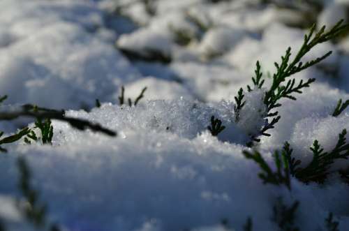 Winter Snow Bush Green