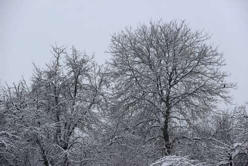 Winter Snow Wintry Cold White Trees Landscape
