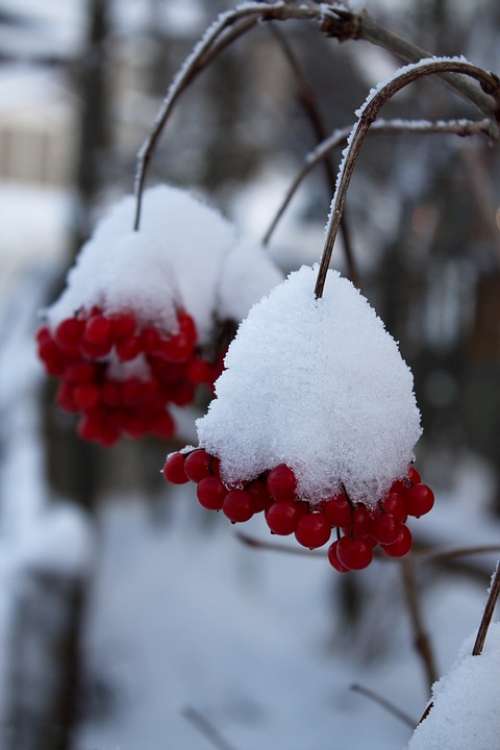 Winter Berries Winter Magic Cold Frost Wintry