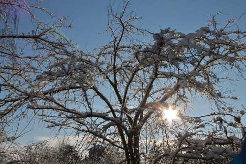 Winter Snow Tree In Winter Sunlight December