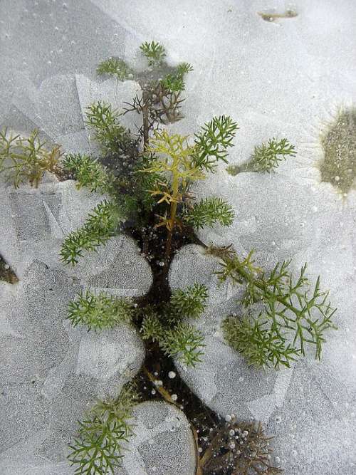 Winter Frost Ice Plant Frozen