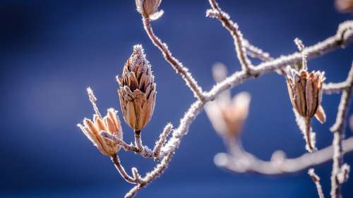 Winter Nature Bud Branch Frost Cold Icy