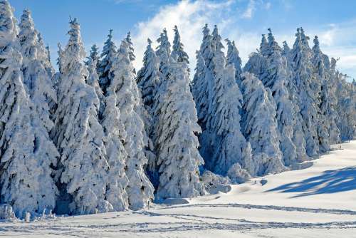 Wintry Snow Firs Snowy Season Winter Cold Advent