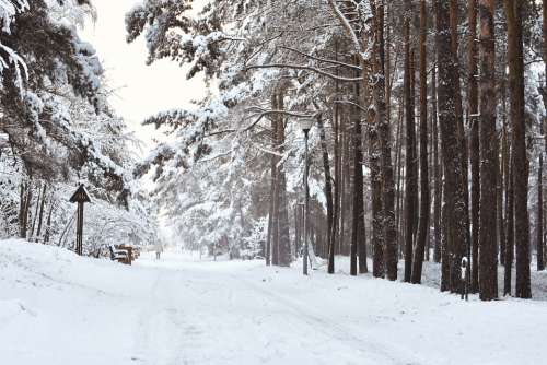 Wintry Scenic Landscape Snowy Pine Forest