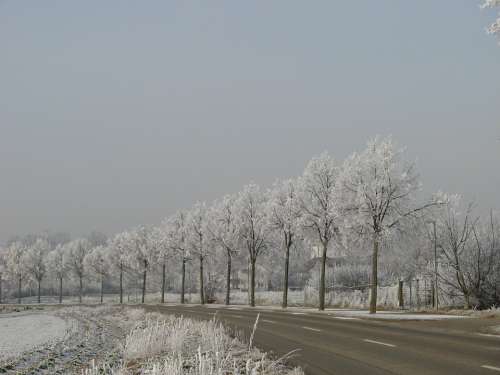 Wintry Hoarfrost Trees Denzlingen