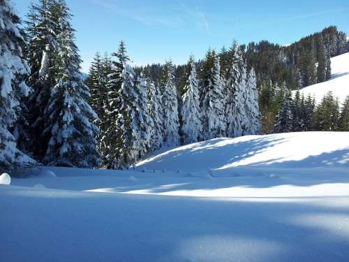 Wintry Winter Alpine Forest Snow Schee Shoe Hikes