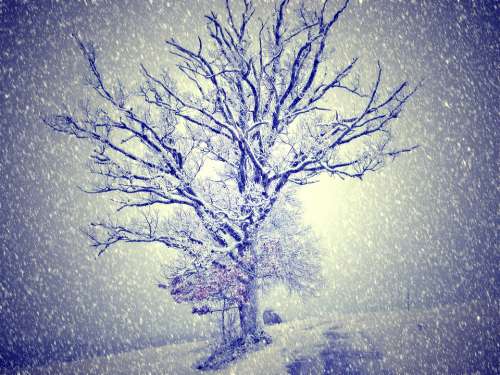 Wintry Snow Tree Light