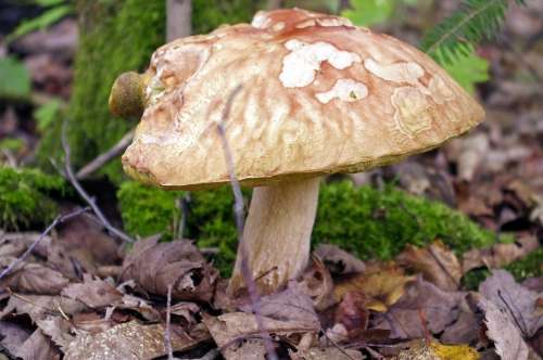 Wisconsin Mushroom Fungus Forest Nature Sponge