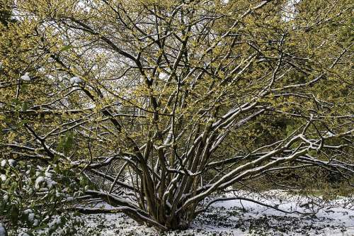 Witch Hazel Hamamelis Yellow Flower Winter Snow