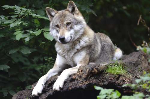 Wolf Concerns Forest Predator Canine Isegrim