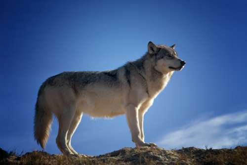 Wolf Predator Wildlife Montana Nature Outside