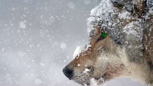 Wolf Snow Cold Eye Green Piercing Predator