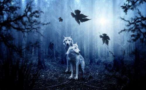 Wolf Forest Dark Predator Animal Hunter