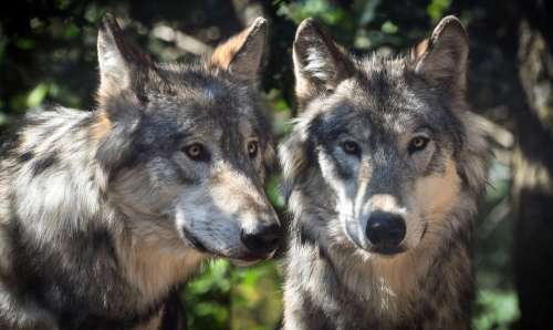 Wolf Two Animals Wild Predator Grey Canine Lupus