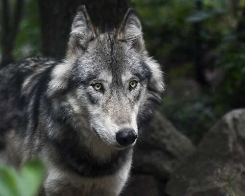 Wolf Predator Grey Animal Mammal Portrait
