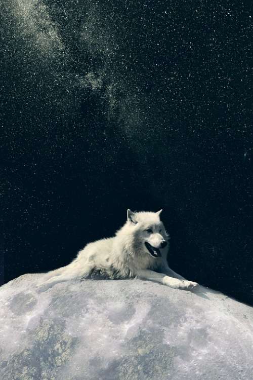 Wolf Dog Moon Animal Space Universe Predator Sky