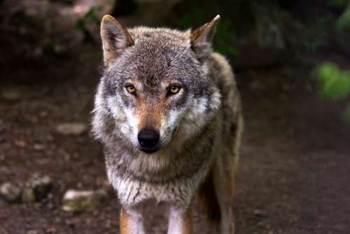 Wolf Predator Hunter Canis Lupus Eyes View