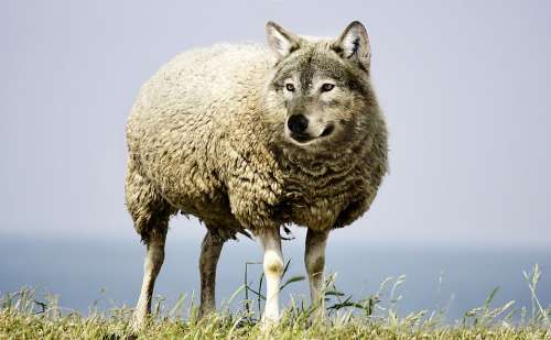 Wolf In Sheep'S Clothing Wolf Sheep Sheepskin Wool