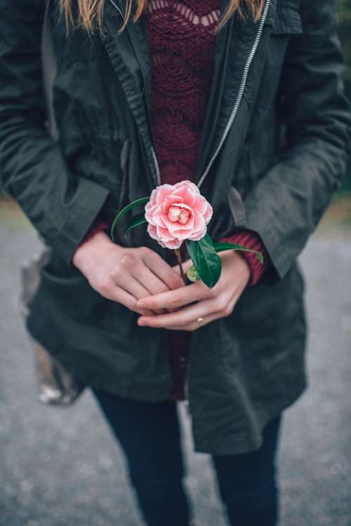 Woman Holding Flower Pink Rose Holding Flower