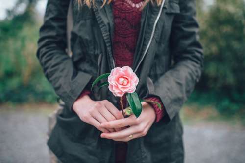 Woman Holding Flower Pink Winter Rose Romance