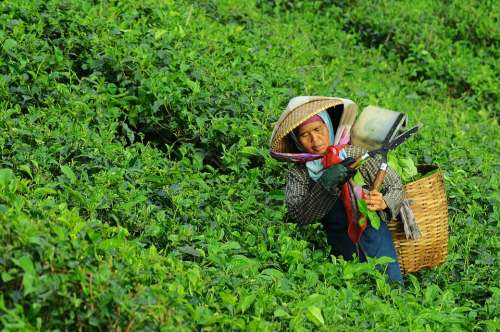 Woman Harvesting Tea Person Working Food