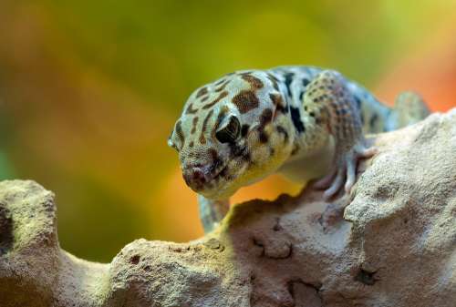 Wonder Gecko Rough Scincus Terrarium Zoo Reptile