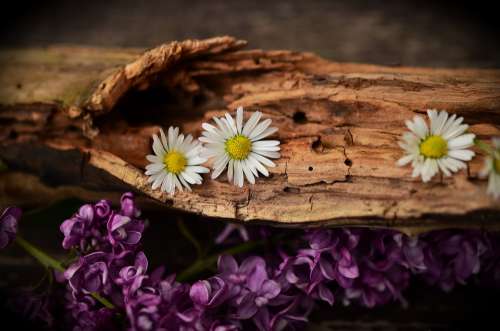 Wood Old Wood Weathered Structure Flowers Daisy