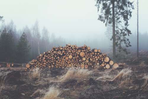 Wood Logs Trunks Forest Stack Wood Pile