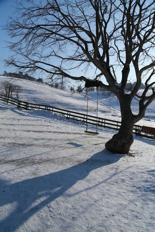 Wood Snow Winter Scenery Swing Landscape Nature