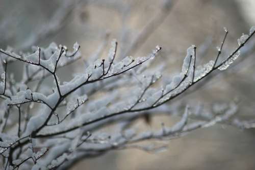 Wood Eggplant Snow Ice Winter Nature Twig