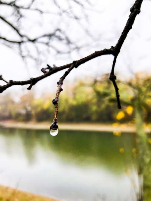 Wood Vizcsepp Water Droplets Nature Rain Dew