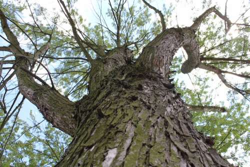 Wood Bark Branches Log Moss