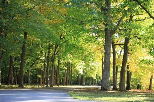 Wood Forest Landscape Scenery Nature Green Road