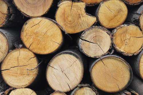 Wood Trunk Nature Texture Trees Cutting Forestry