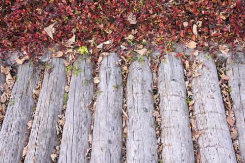 Wood Bridge Autumn Leaves Structure Ground
